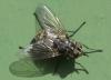 Stomoxys calcitrans